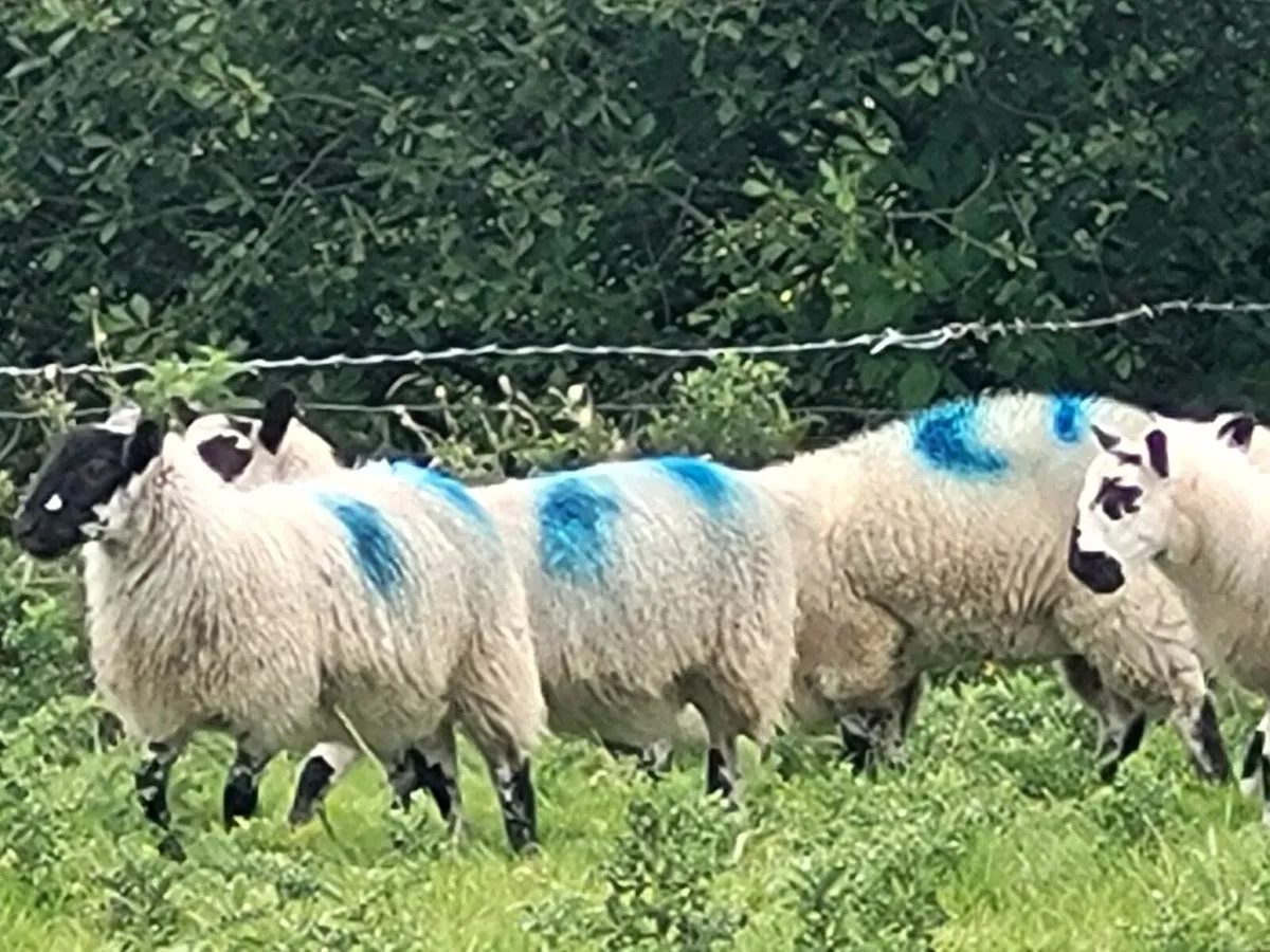 Sheep - Image 2