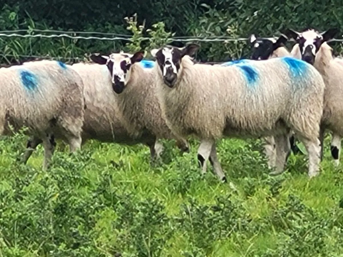 Sheep - Image 3