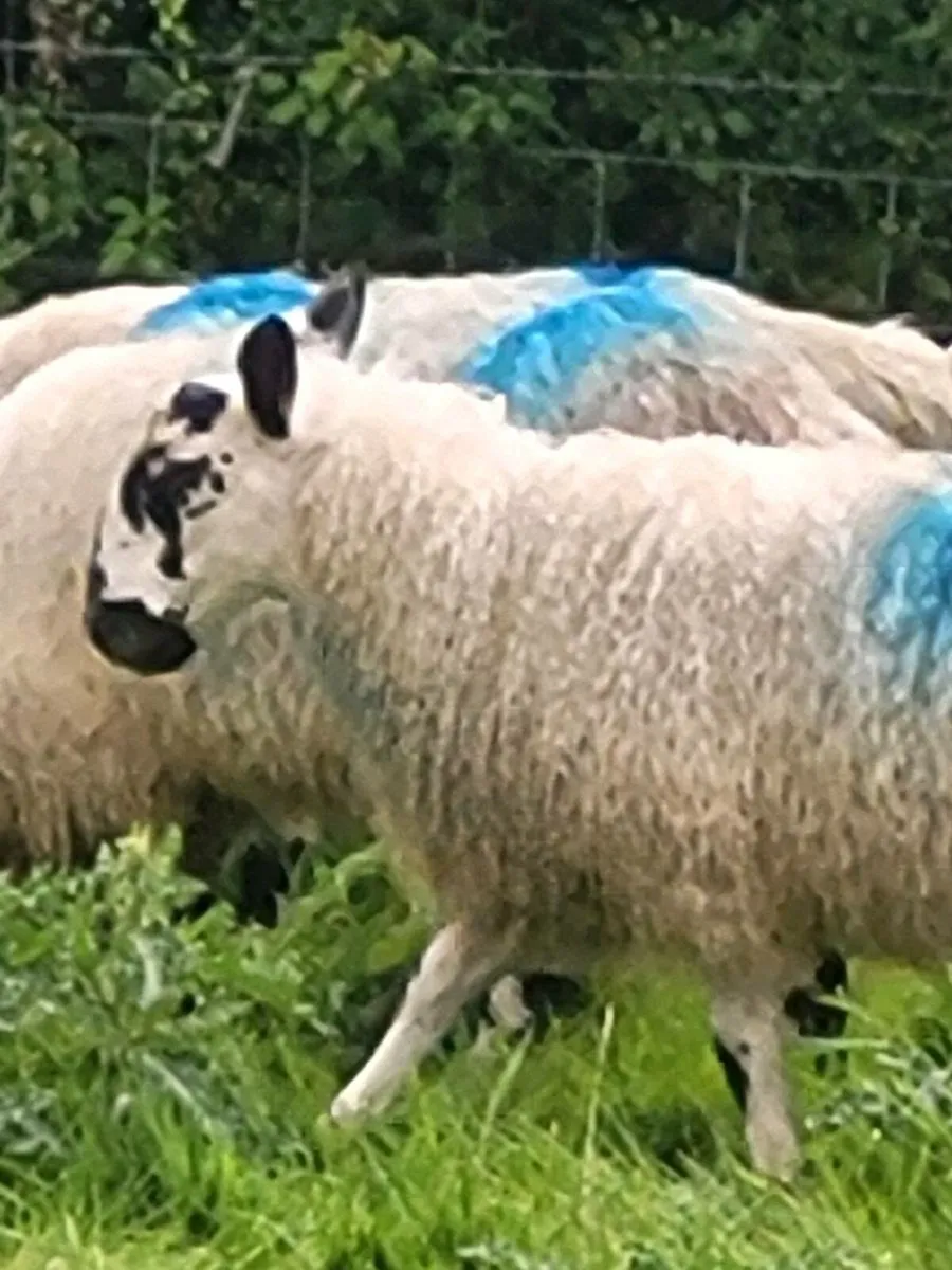 Sheep - Image 4