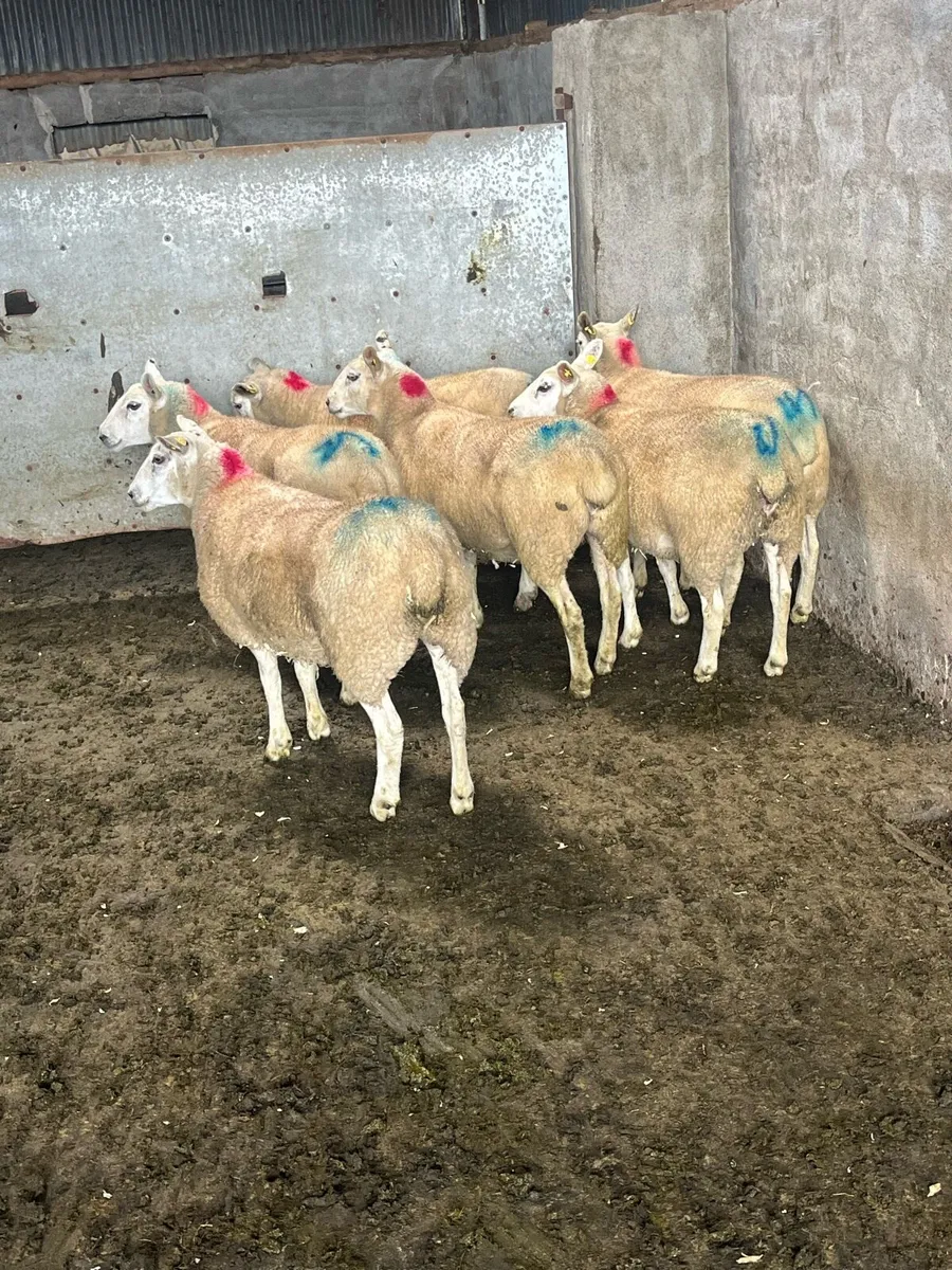 ⚡️10 show quality Hoggets ⚡️ - Image 1