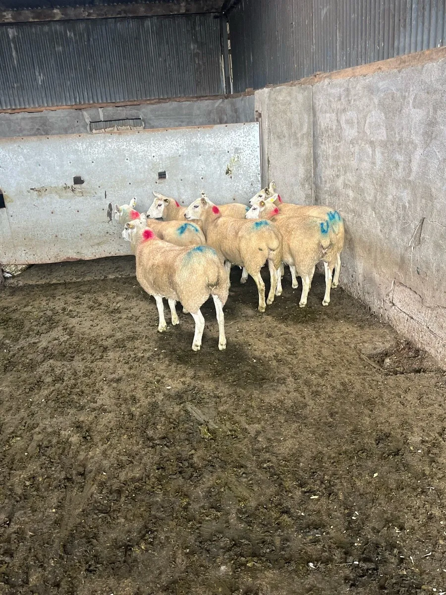 ⚡️10 show quality Hoggets ⚡️ - Image 2