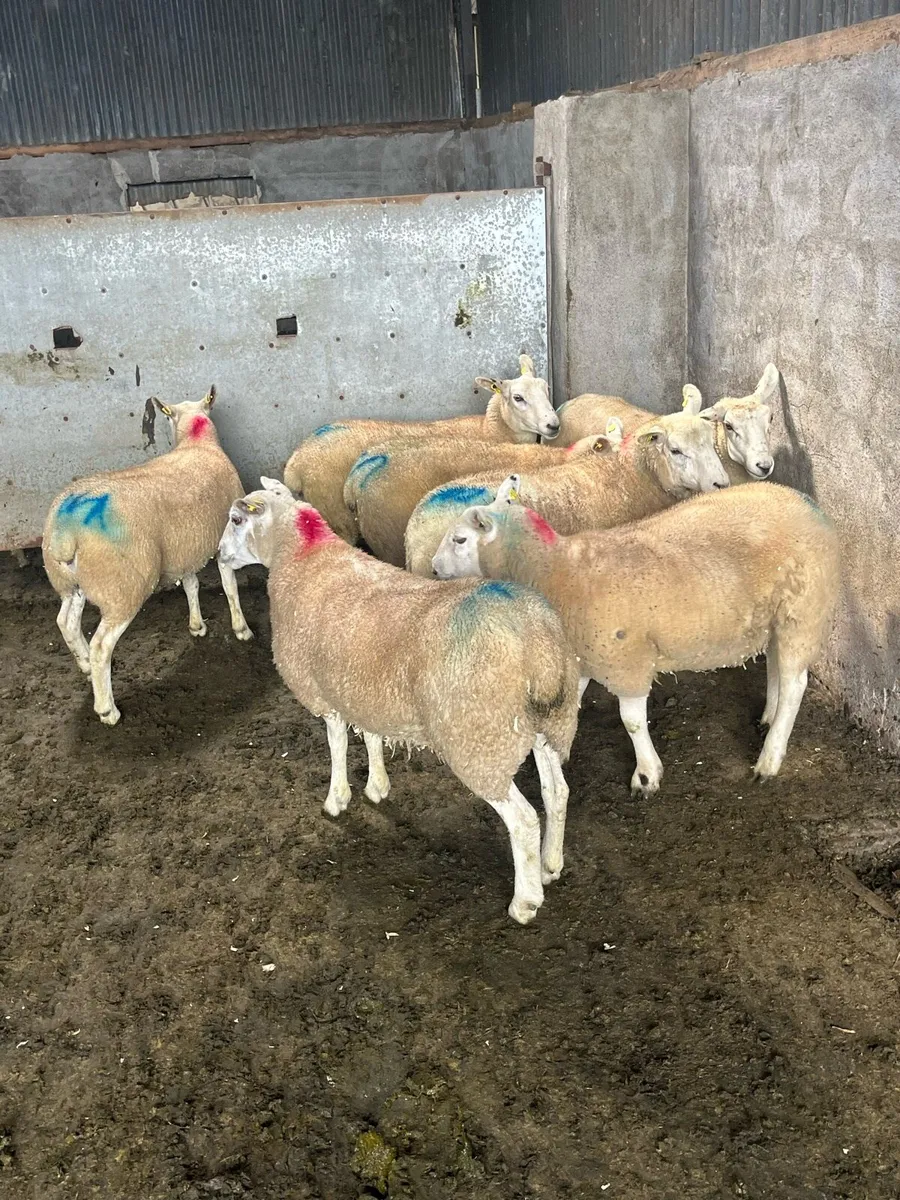 ⚡️10 show quality Hoggets ⚡️ - Image 3