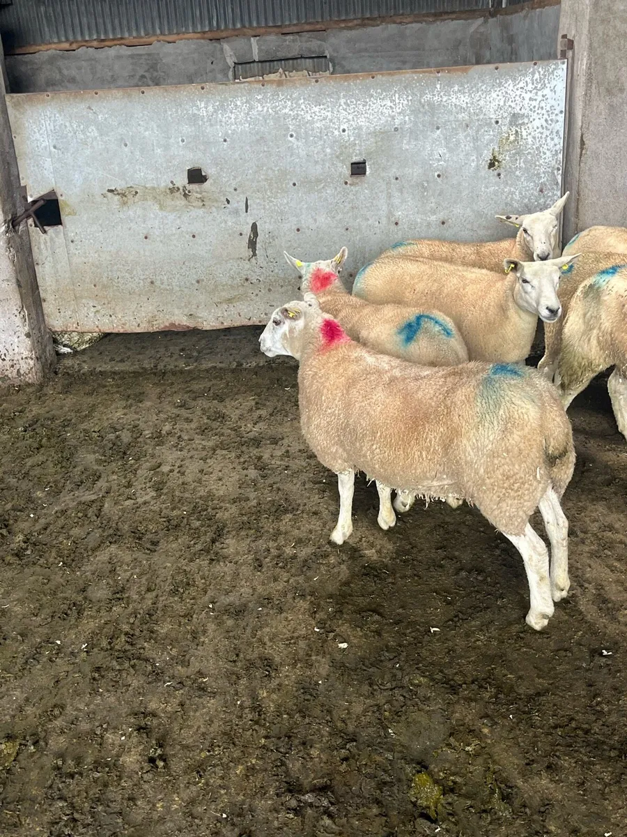 ⚡️10 show quality Hoggets ⚡️ - Image 4