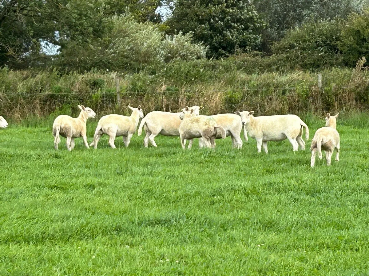 Easycare ram lambs, ewe lambs/hoggets easy care - Image 1