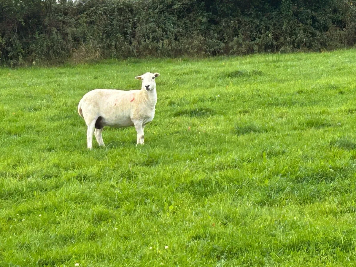 Easycare ram lambs, ewe lambs/hoggets easy care - Image 2