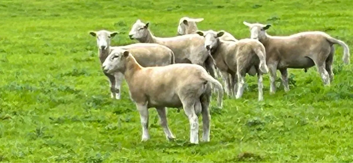Easycare ram lambs, ewe lambs/hoggets easy care - Image 3