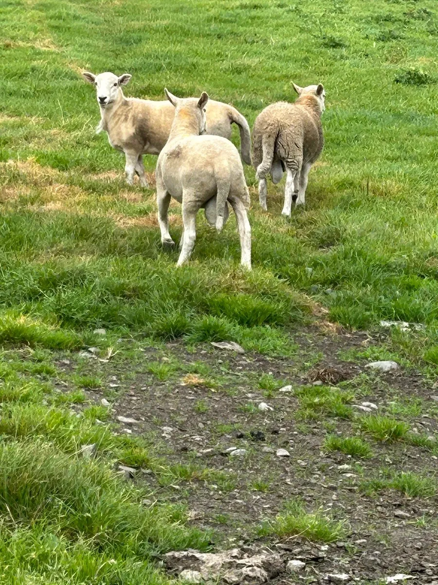 Easycare ram lambs, ewe lambs/hoggets easy care - Image 4