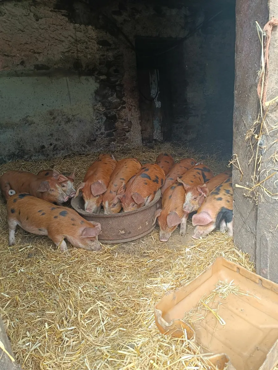Piglets - Image 2