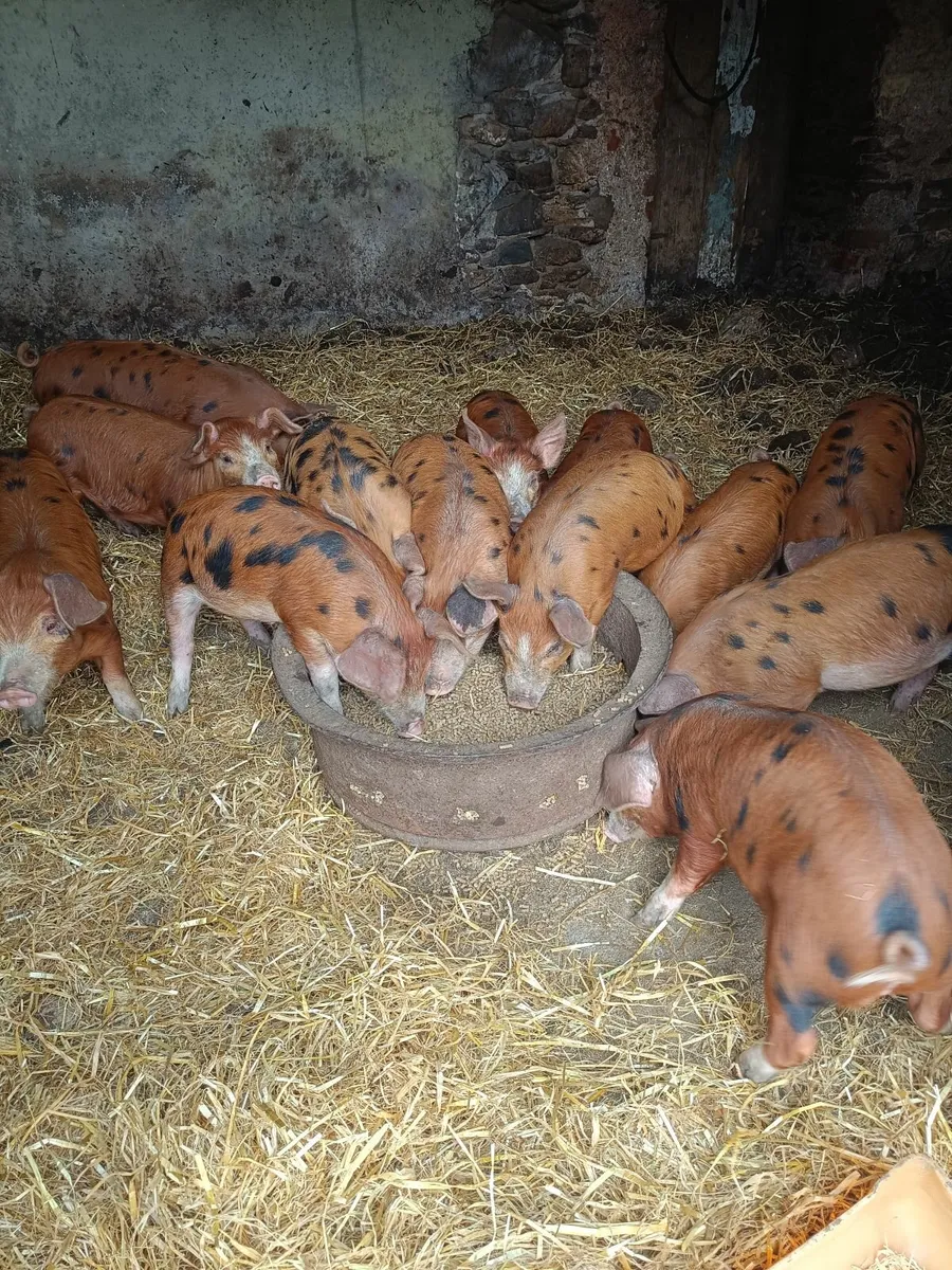 Piglets - Image 3