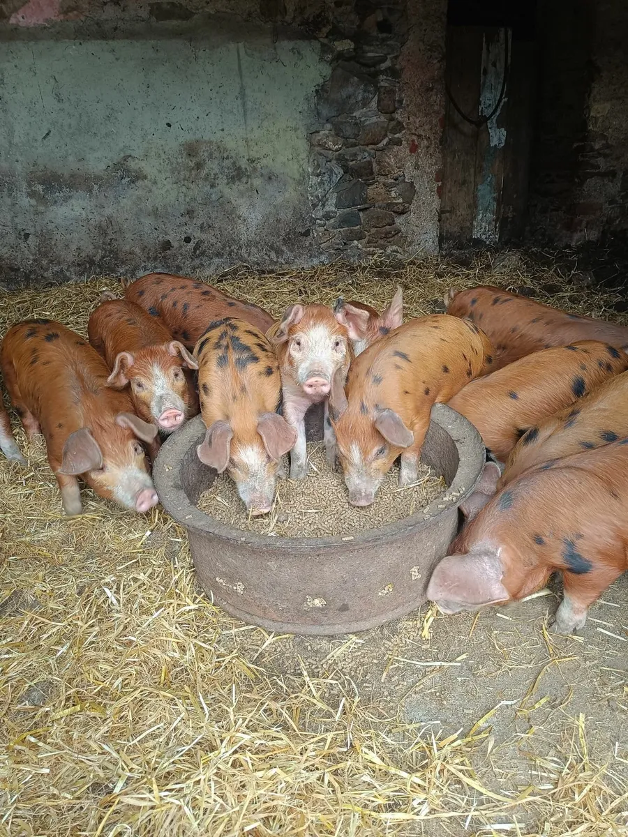 Piglets - Image 1