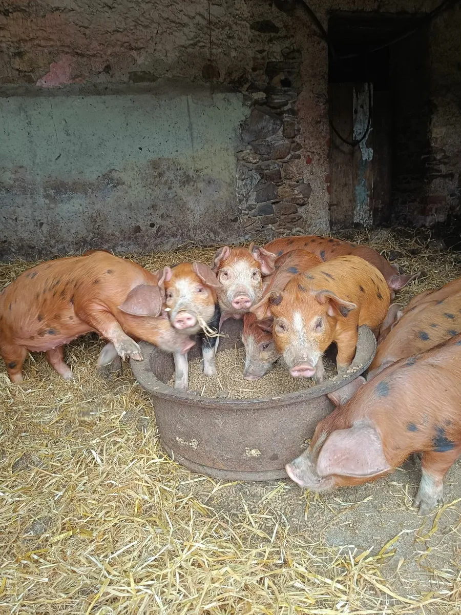 Piglets - Image 4