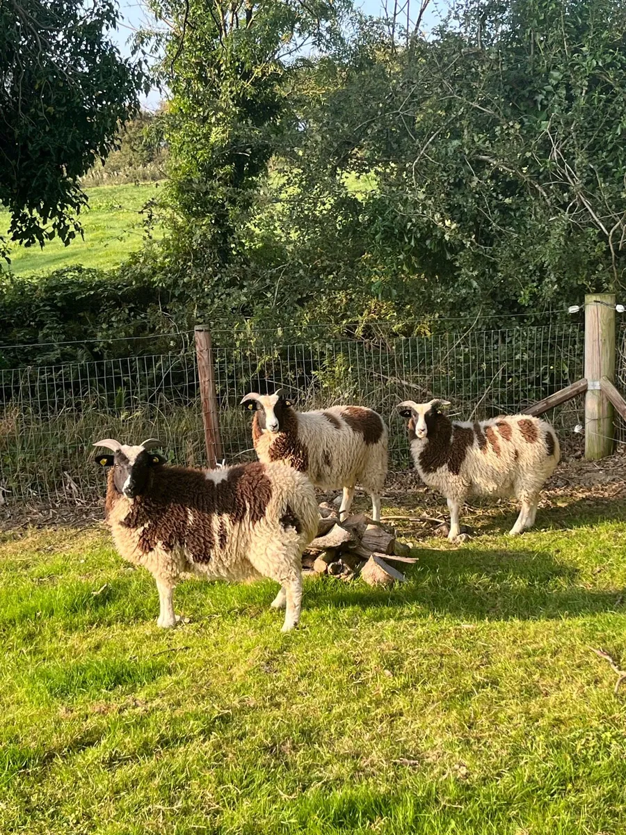 Jacob Ewe & Ram Lambs - Image 1