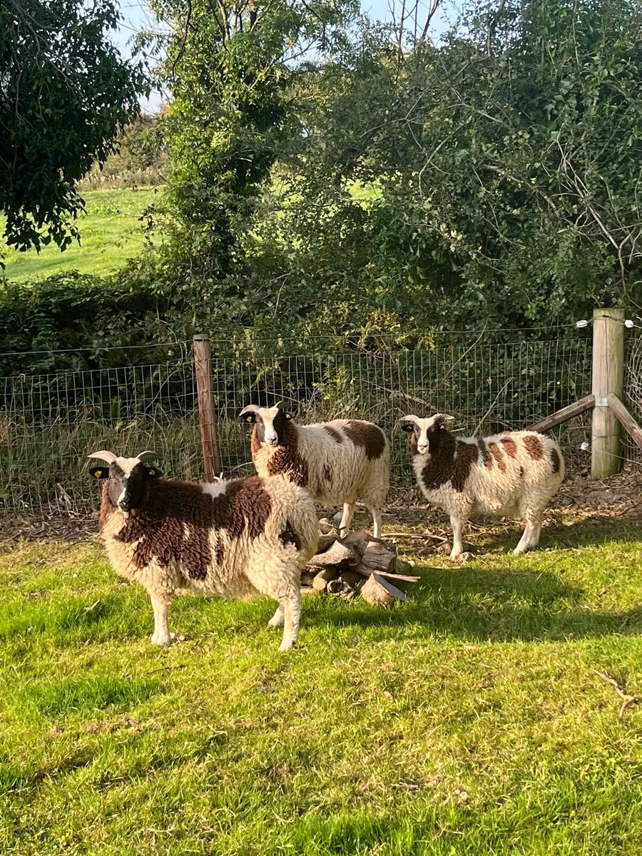 Jacob Ewe & Ram Lambs - Image 2