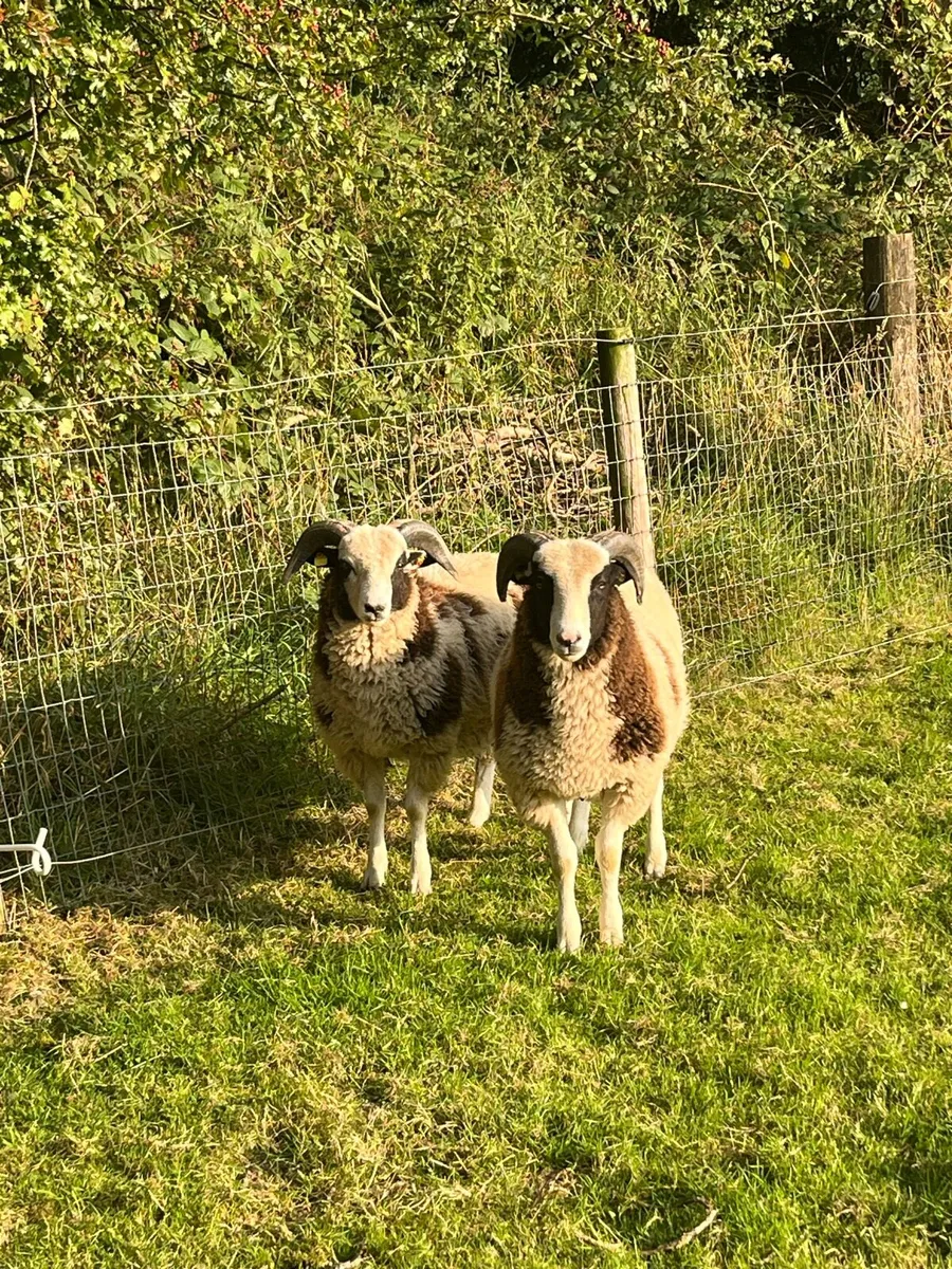 Jacob Ewe & Ram Lambs - Image 3