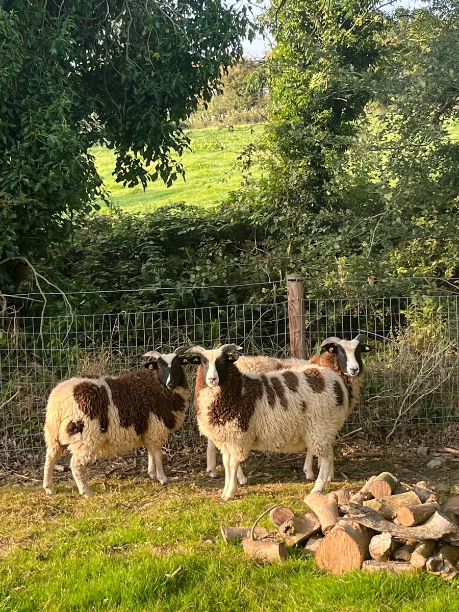Jacob Ewe & Ram Lambs - Image 4