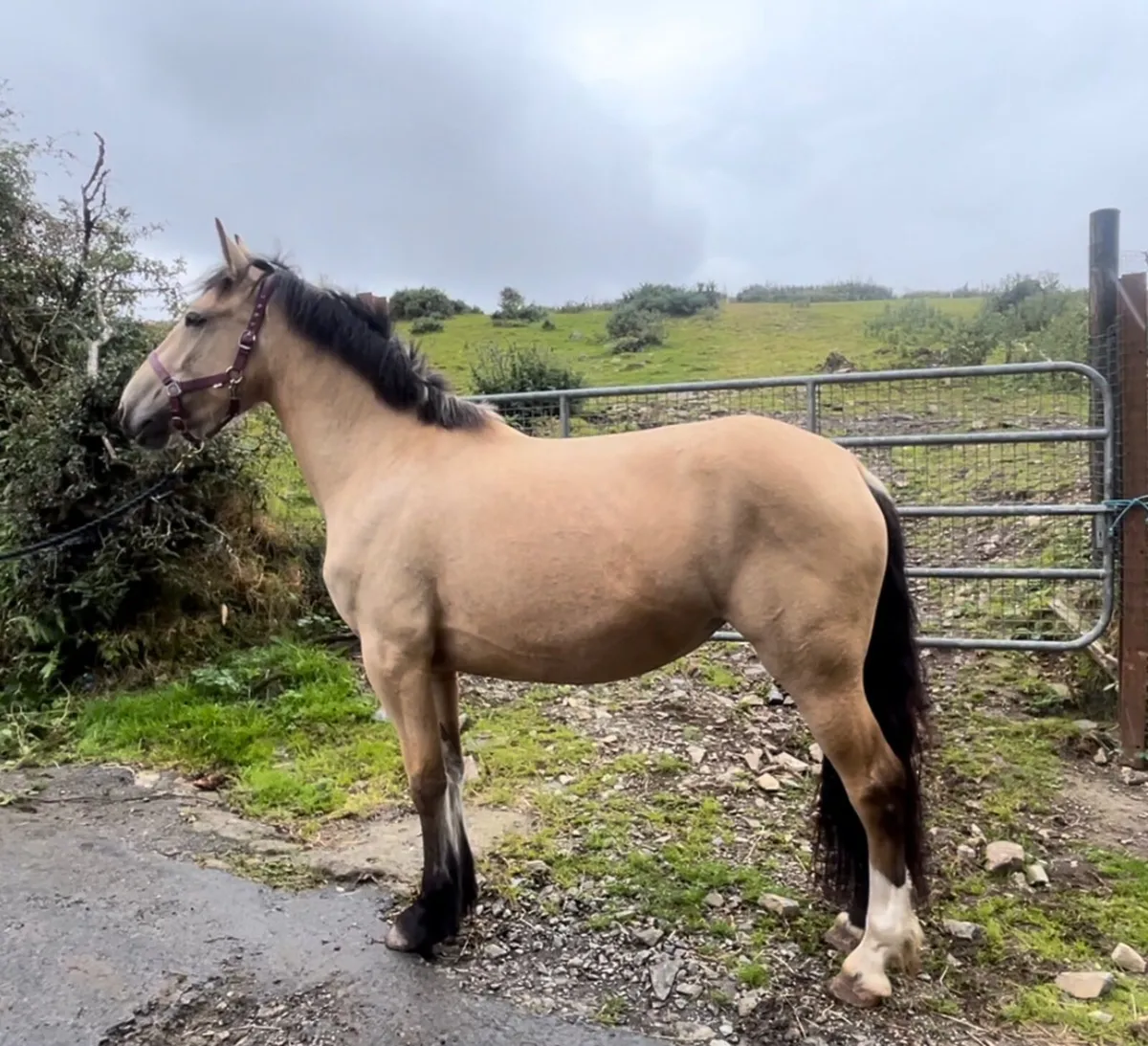 3yr old 15.2hh Dun mare - Image 4