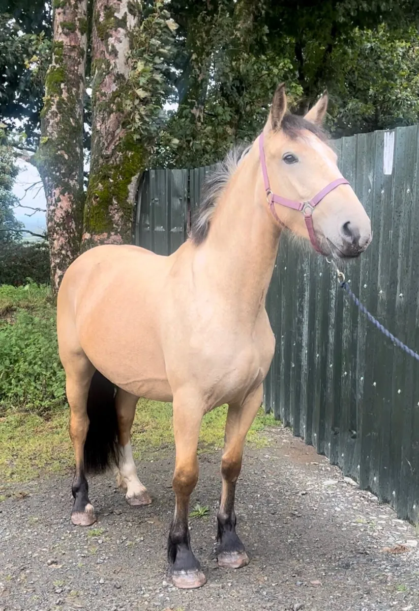 3yr old 15.2hh Dun mare - Image 1