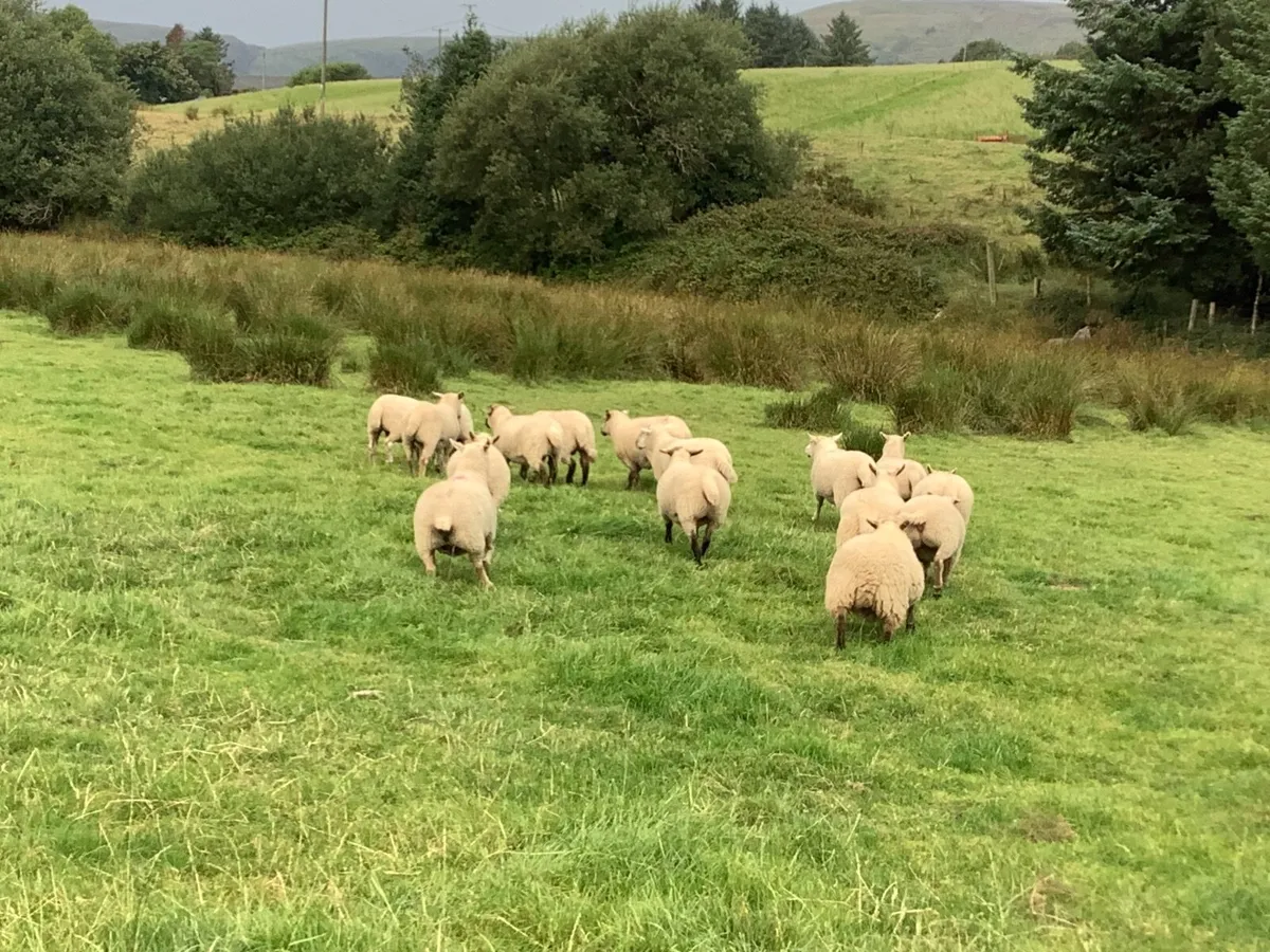 Sheep - Image 2