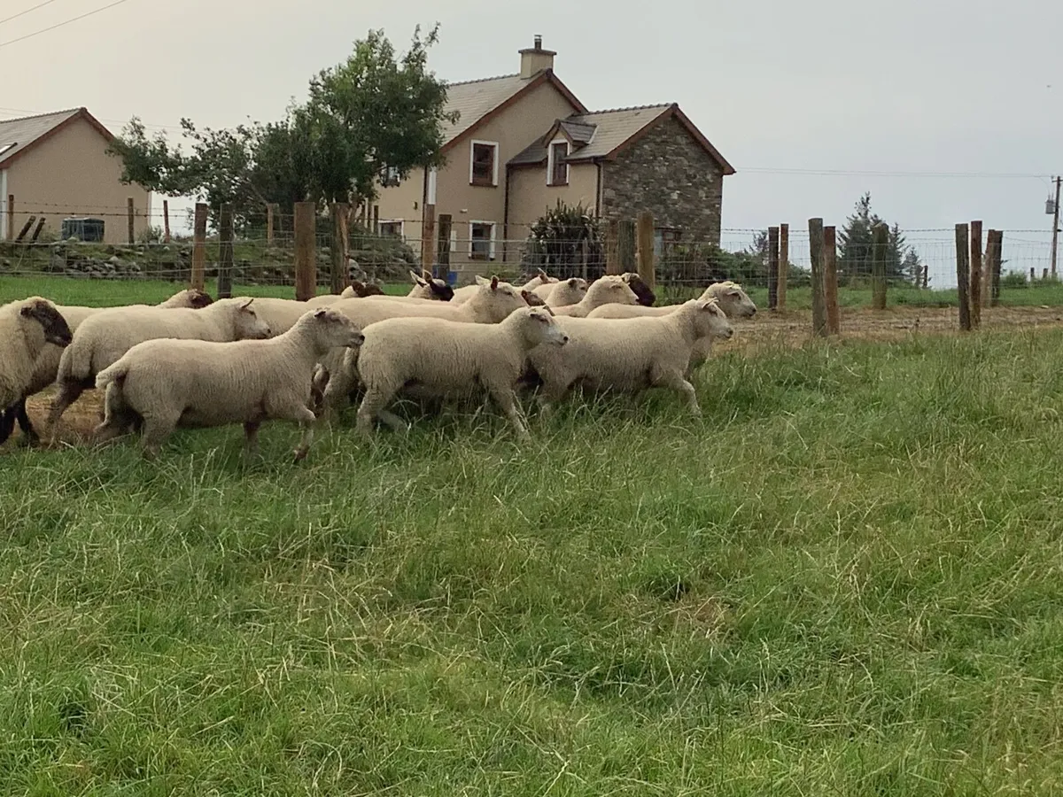 Sheep - Image 4