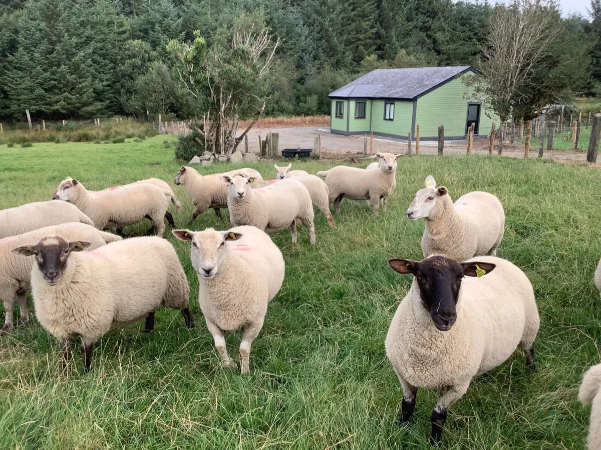 Sheep - Image 1