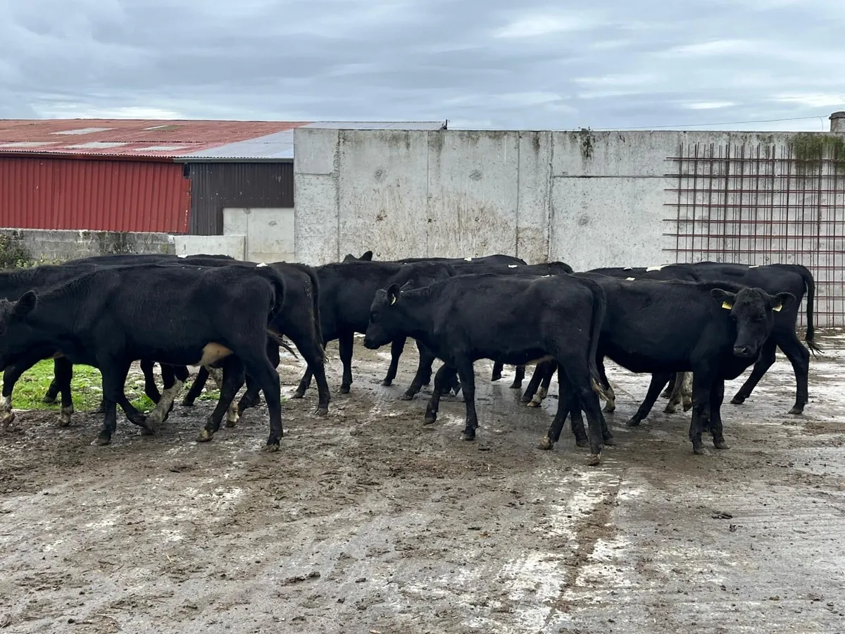 16 proper 320 kg Angus store heifers - Image 1