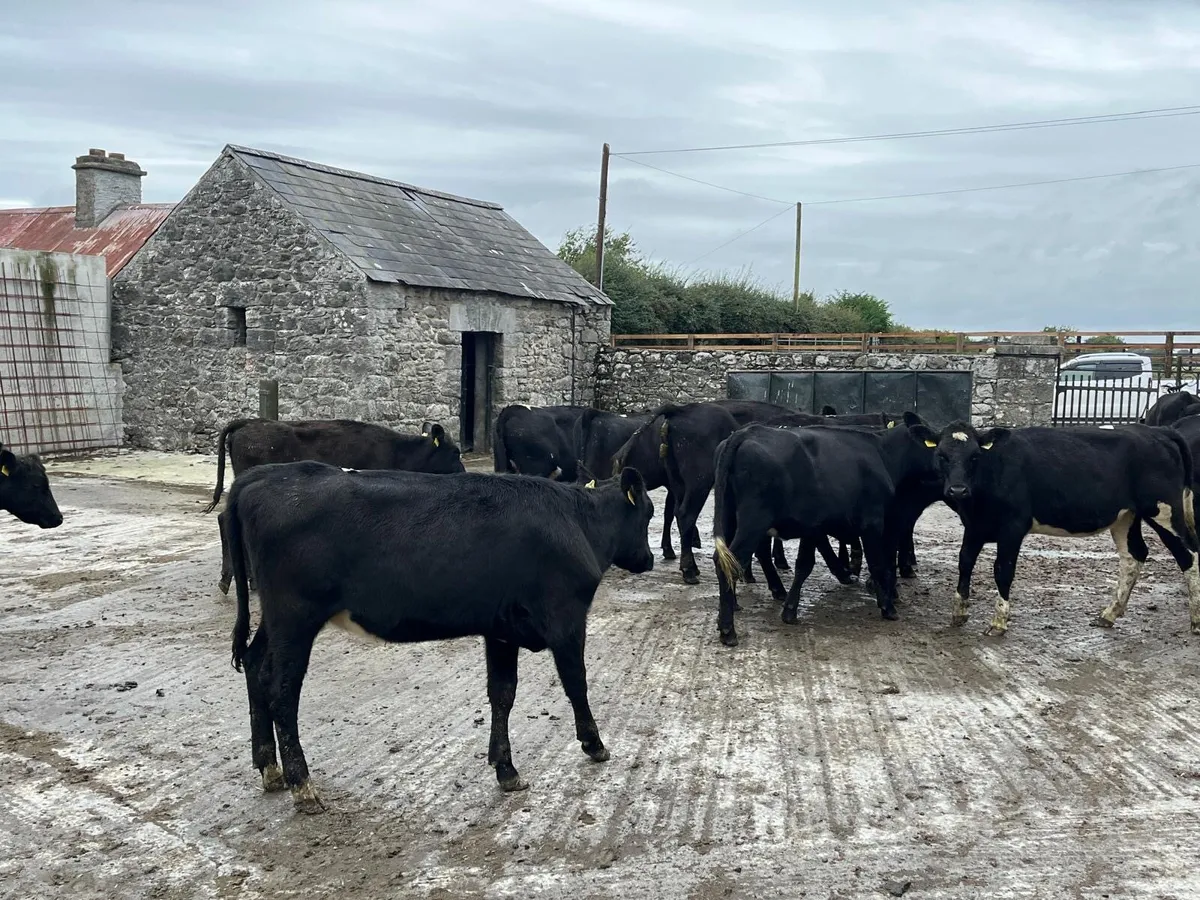 16 proper 320 kg Angus store heifers - Image 2