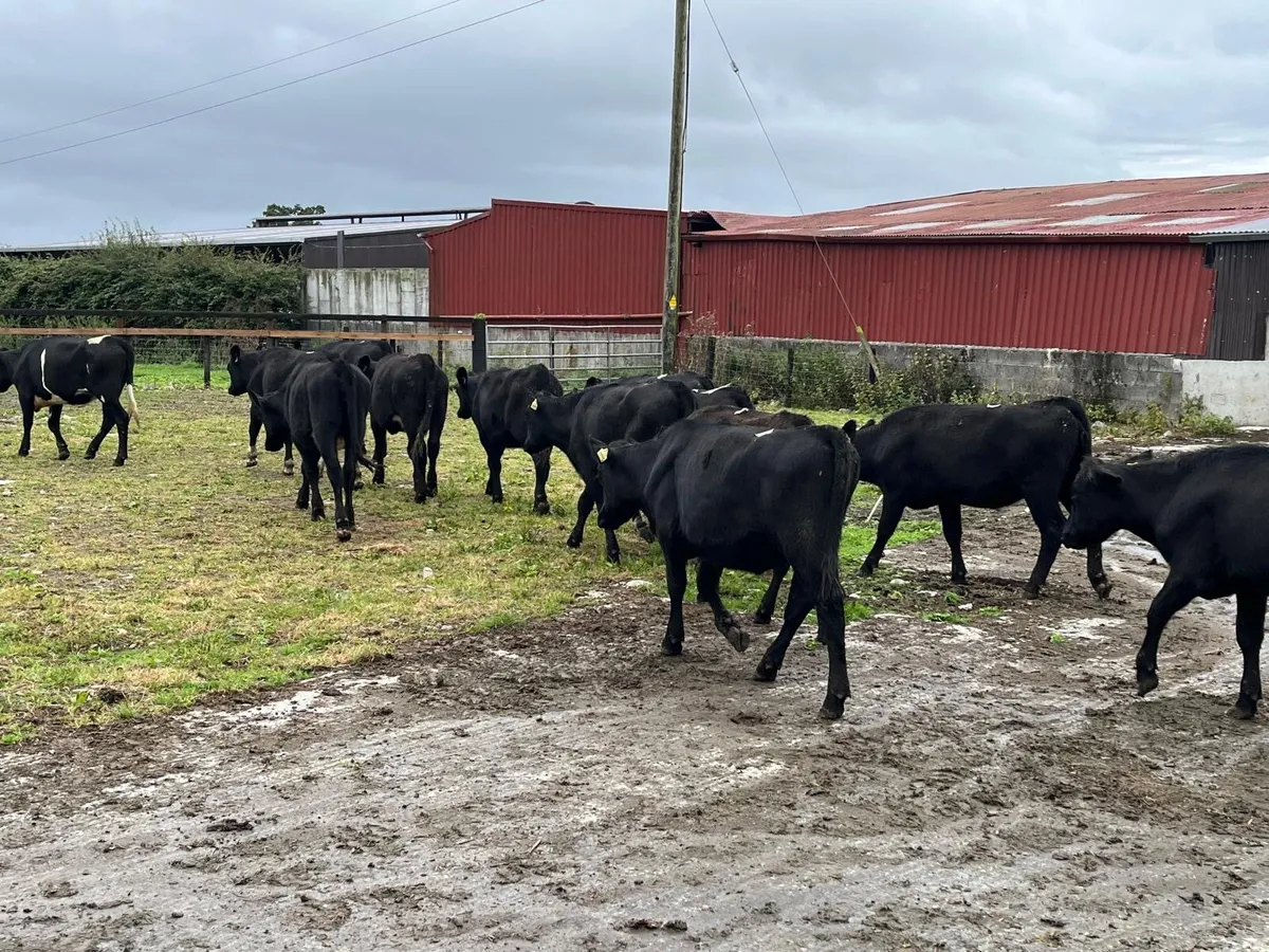 16 proper 320 kg Angus store heifers - Image 4