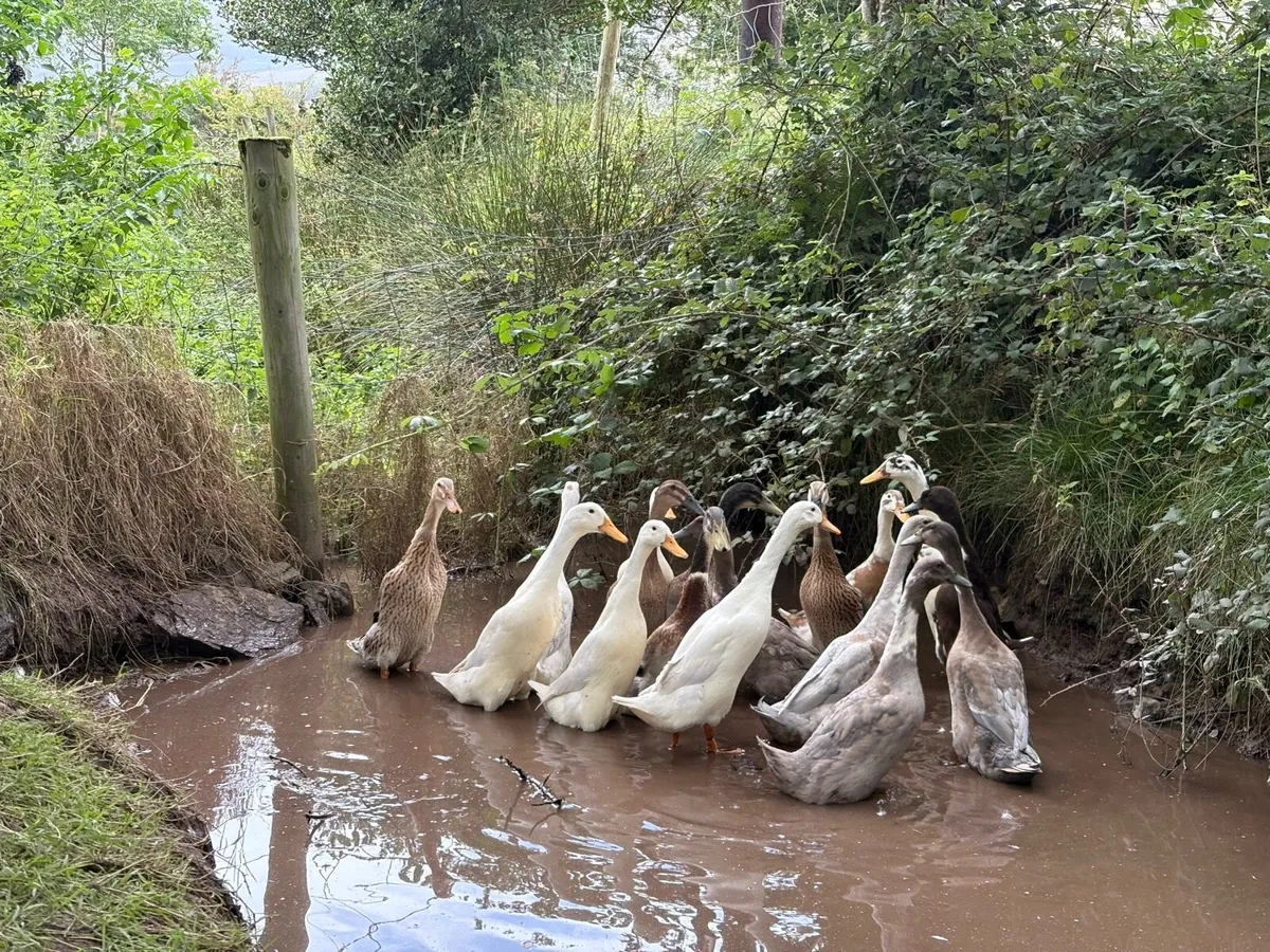 Indian runner Ducks