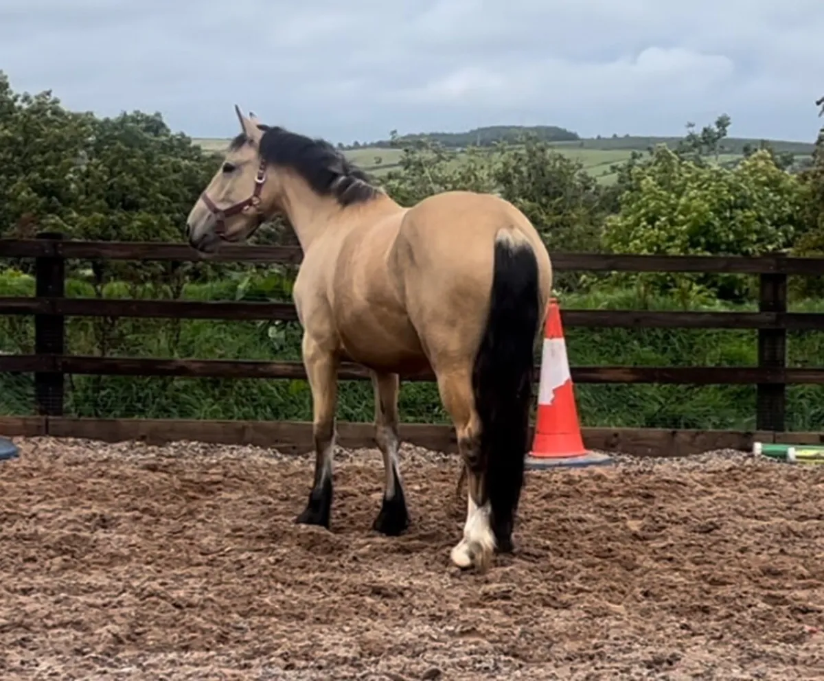 3yr old 15.2hh Dun mare - Image 2