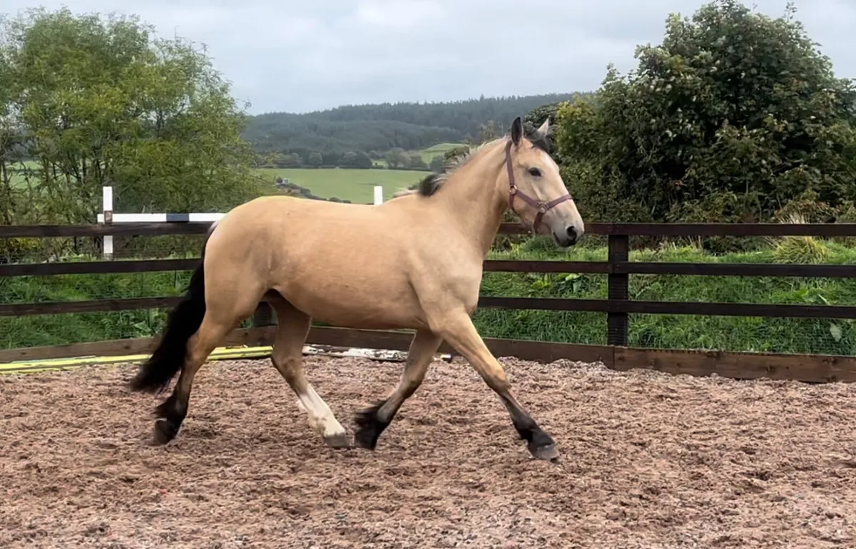 3yr old 15.2hh Dun mare - Image 3