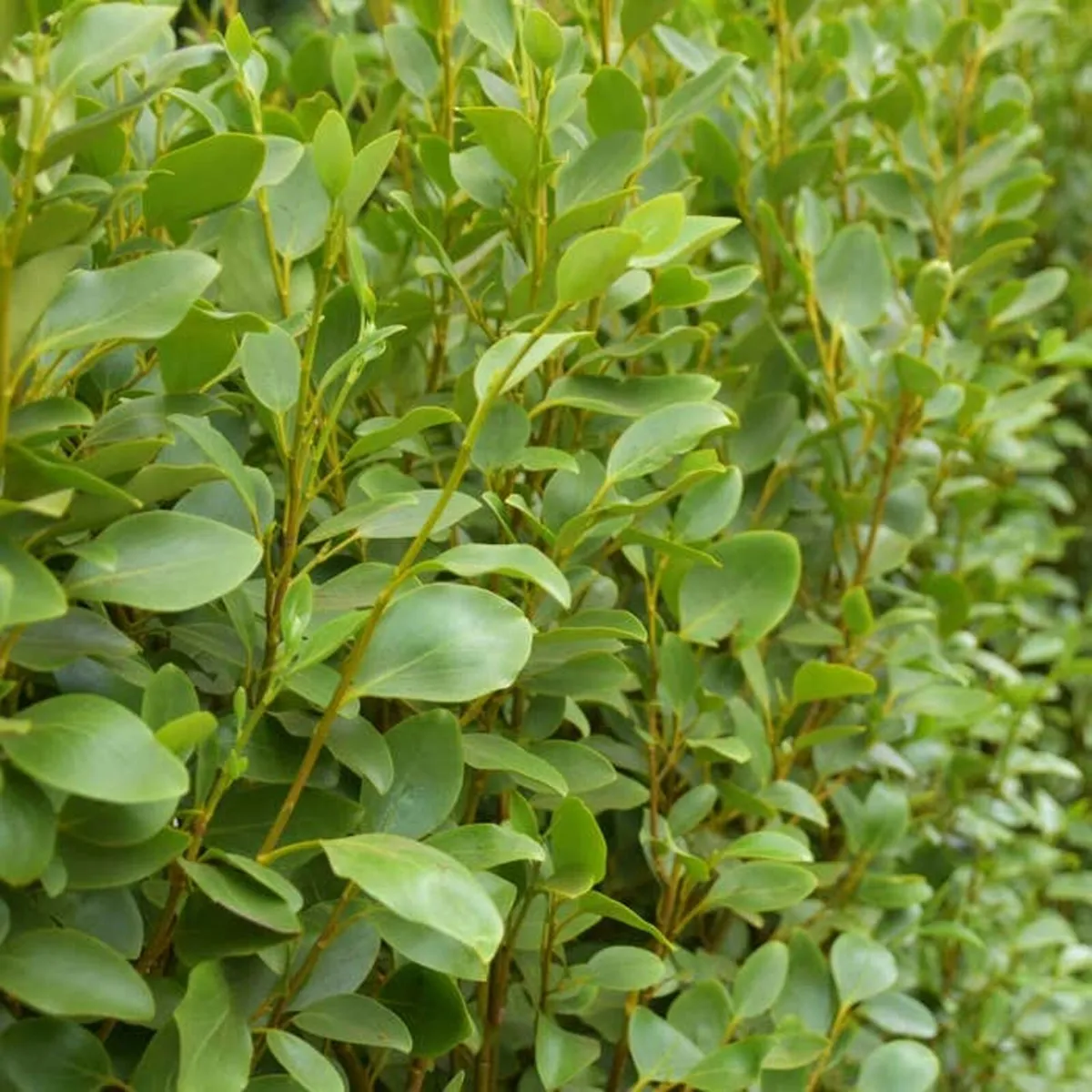 Griselinia hedging - Image 1