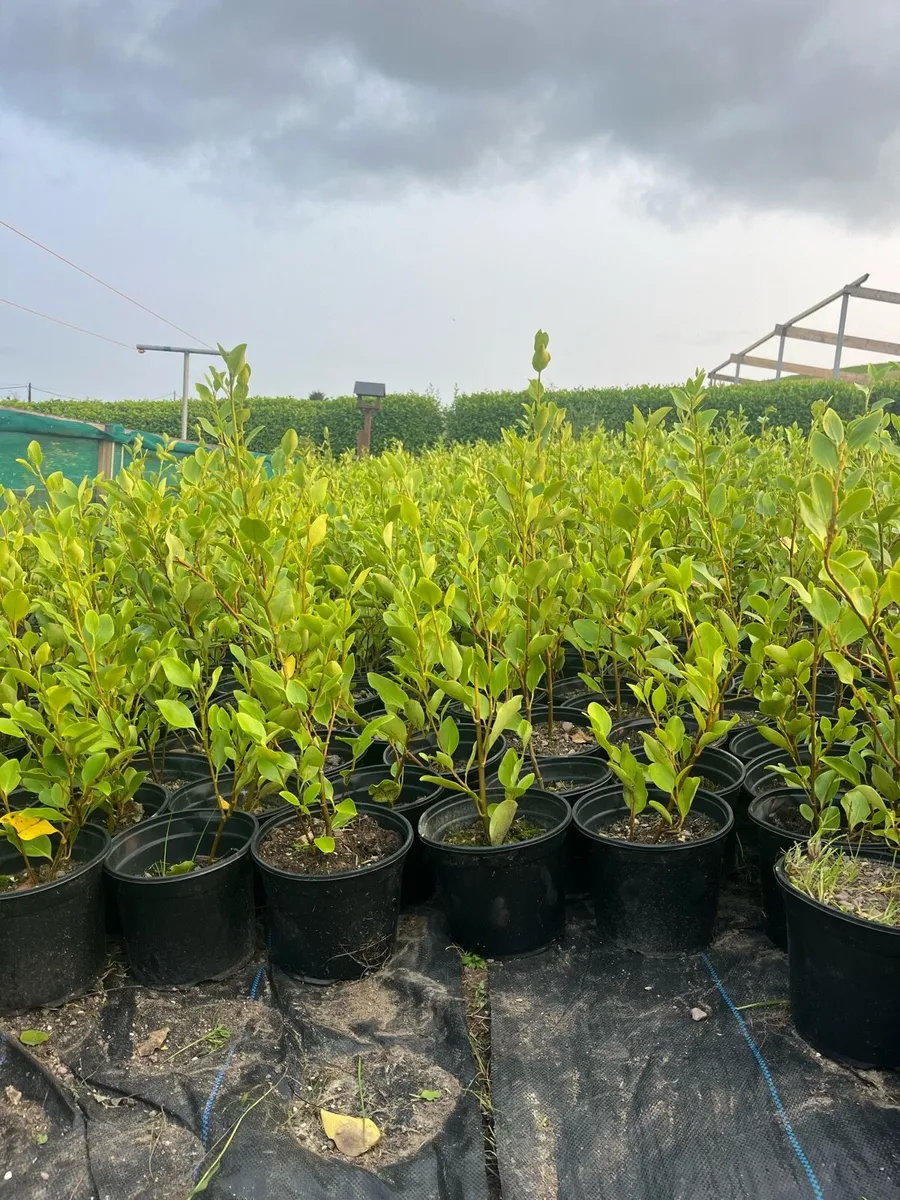 Griselinia hedging - Image 2