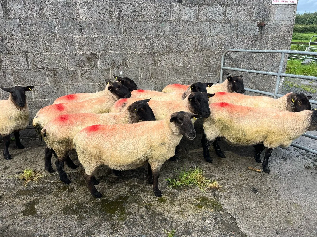Sheep - Image 2