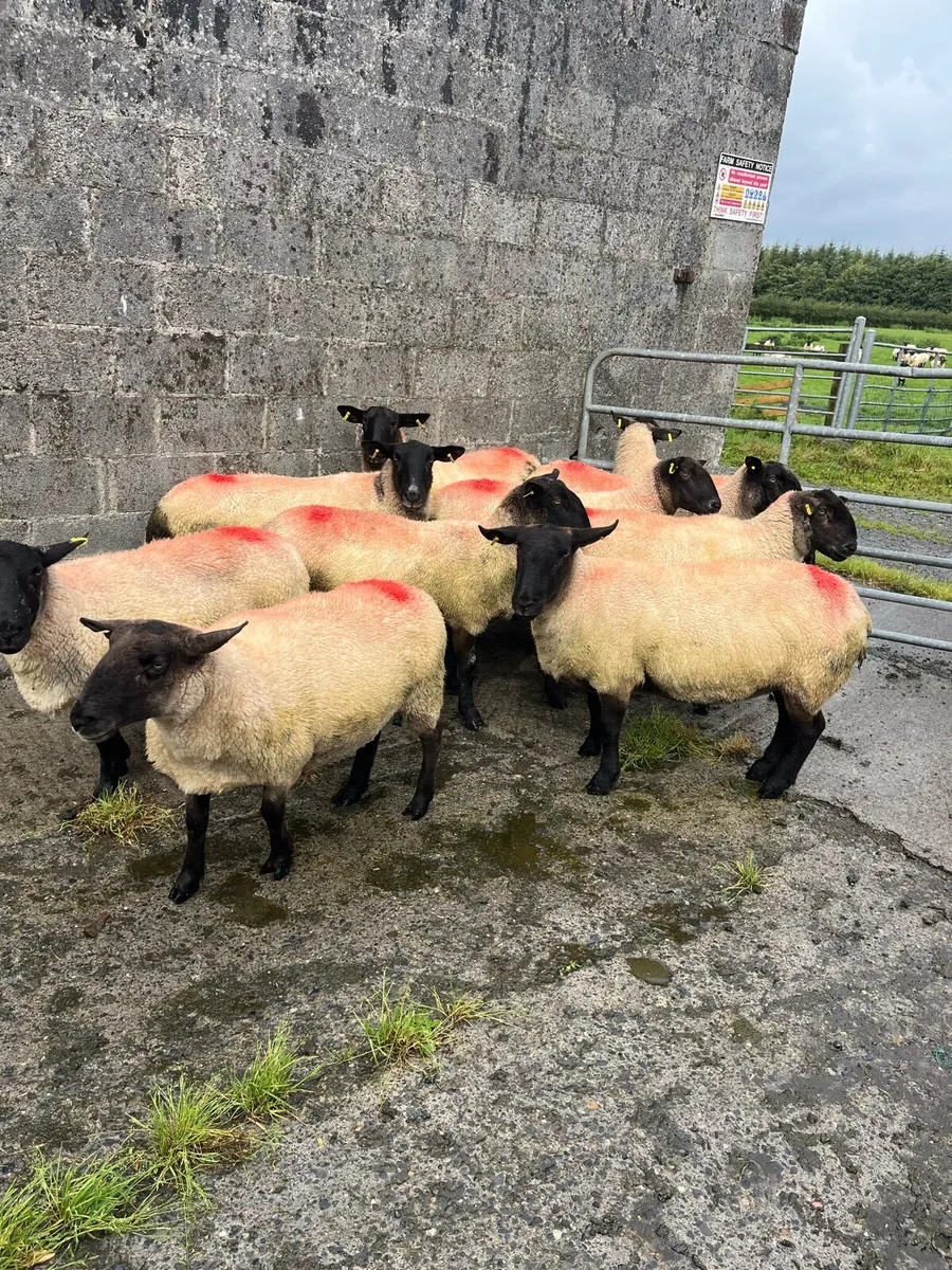 Sheep - Image 3