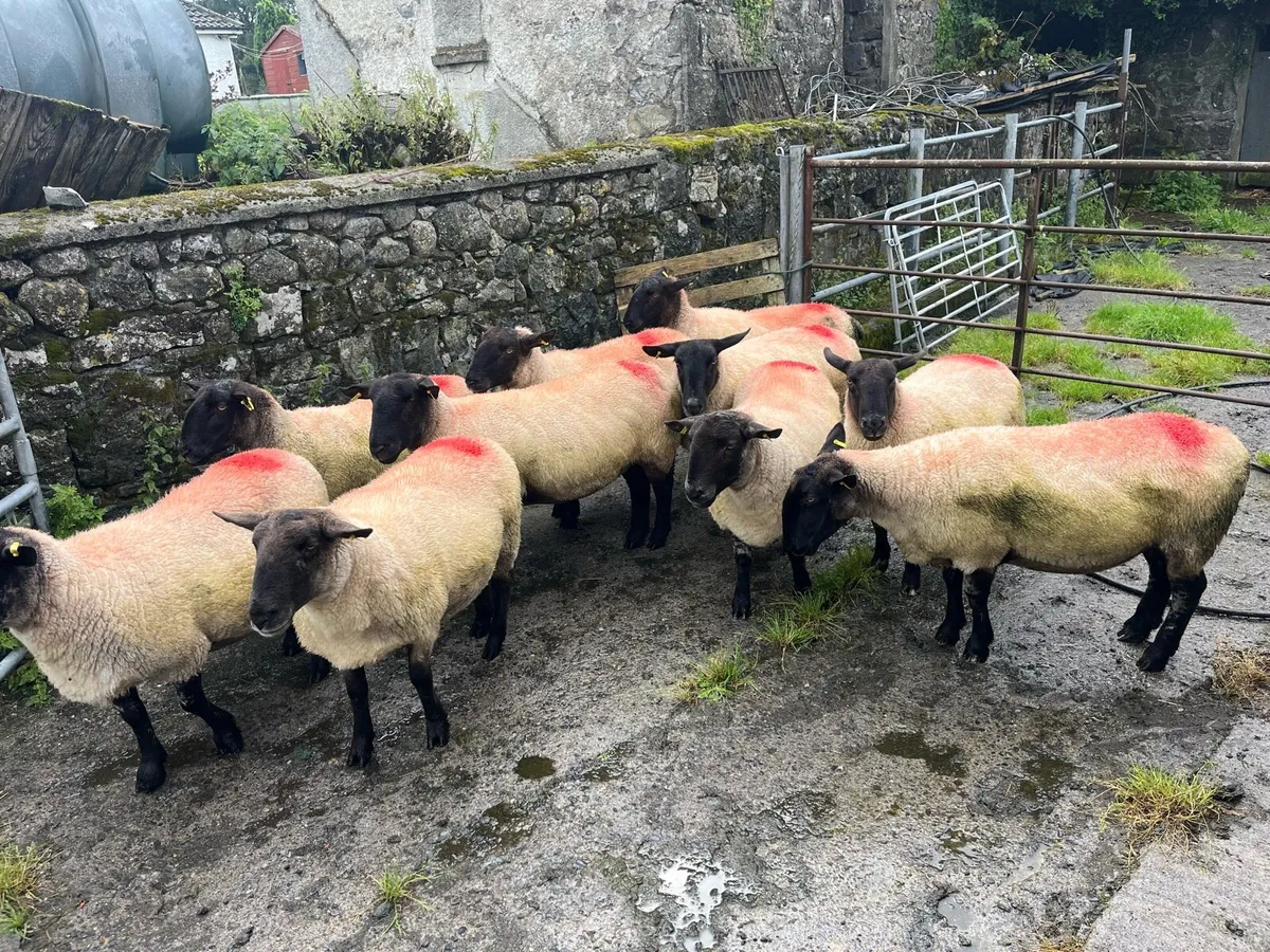 Sheep - Image 4