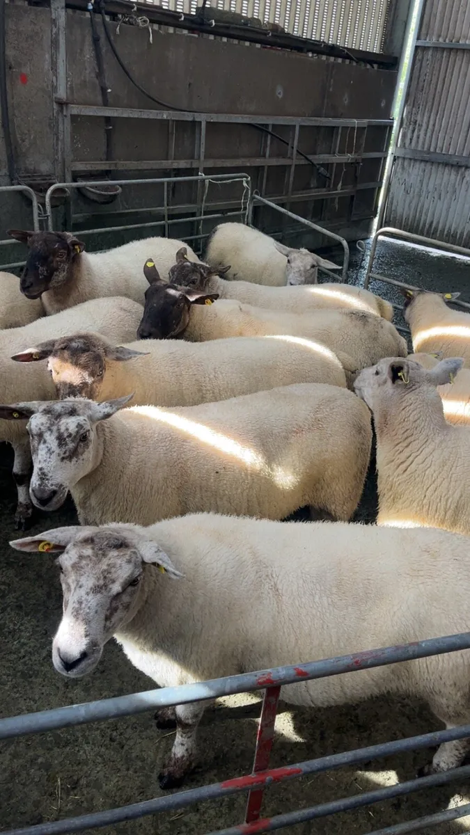 Sheep - Image 1