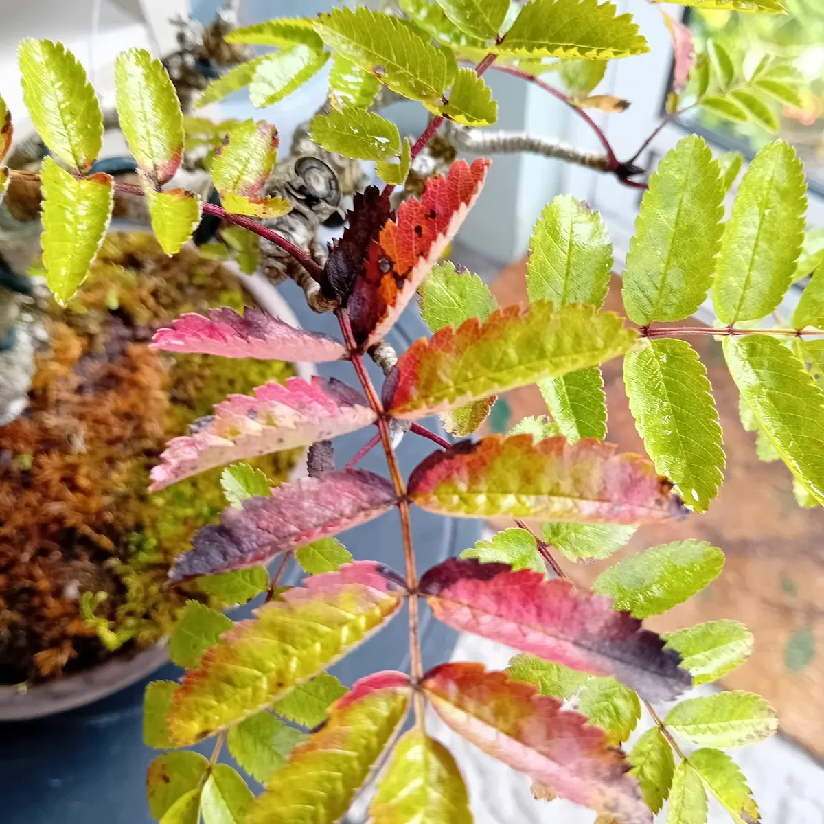 Bonsai - Image 4