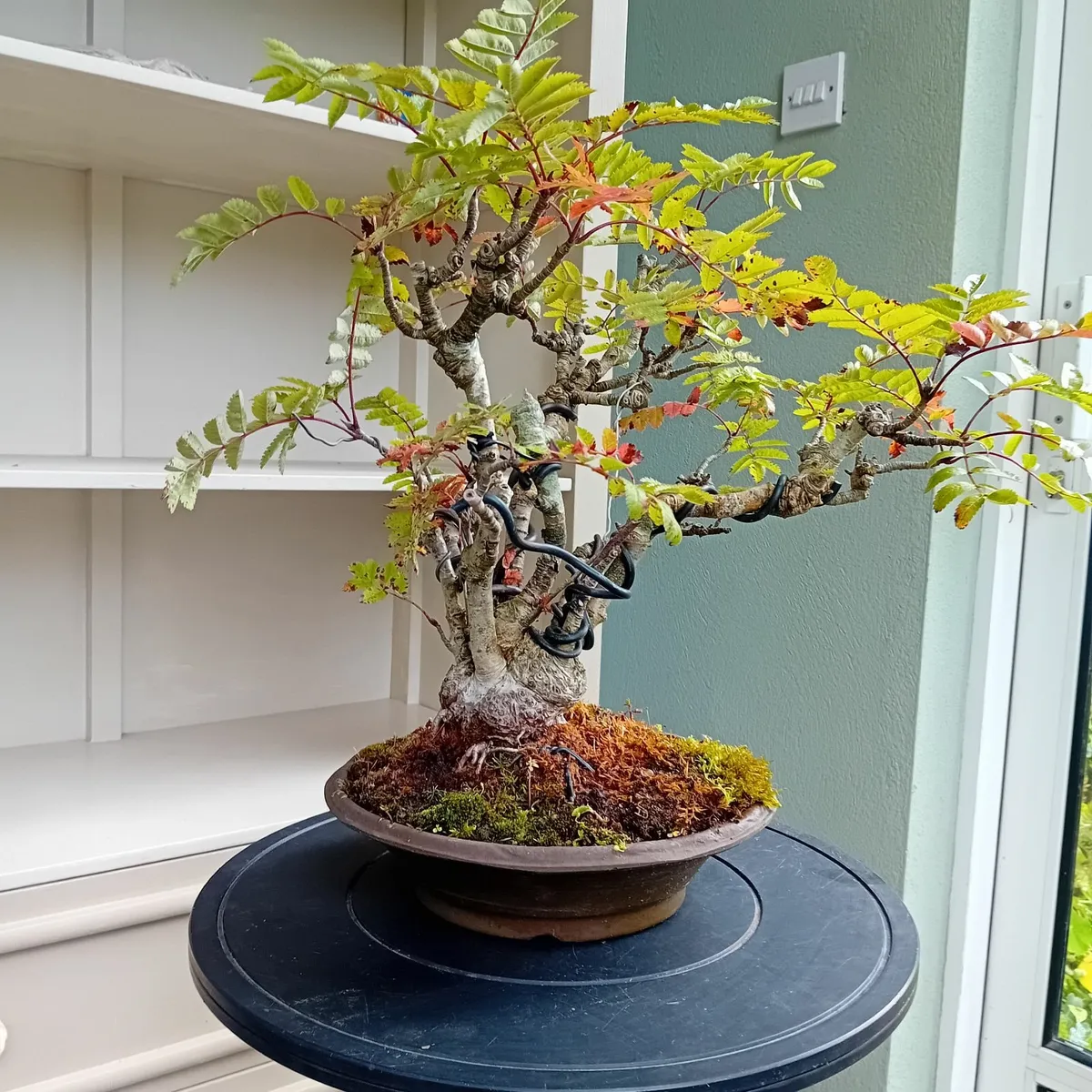 Bonsai - Image 3
