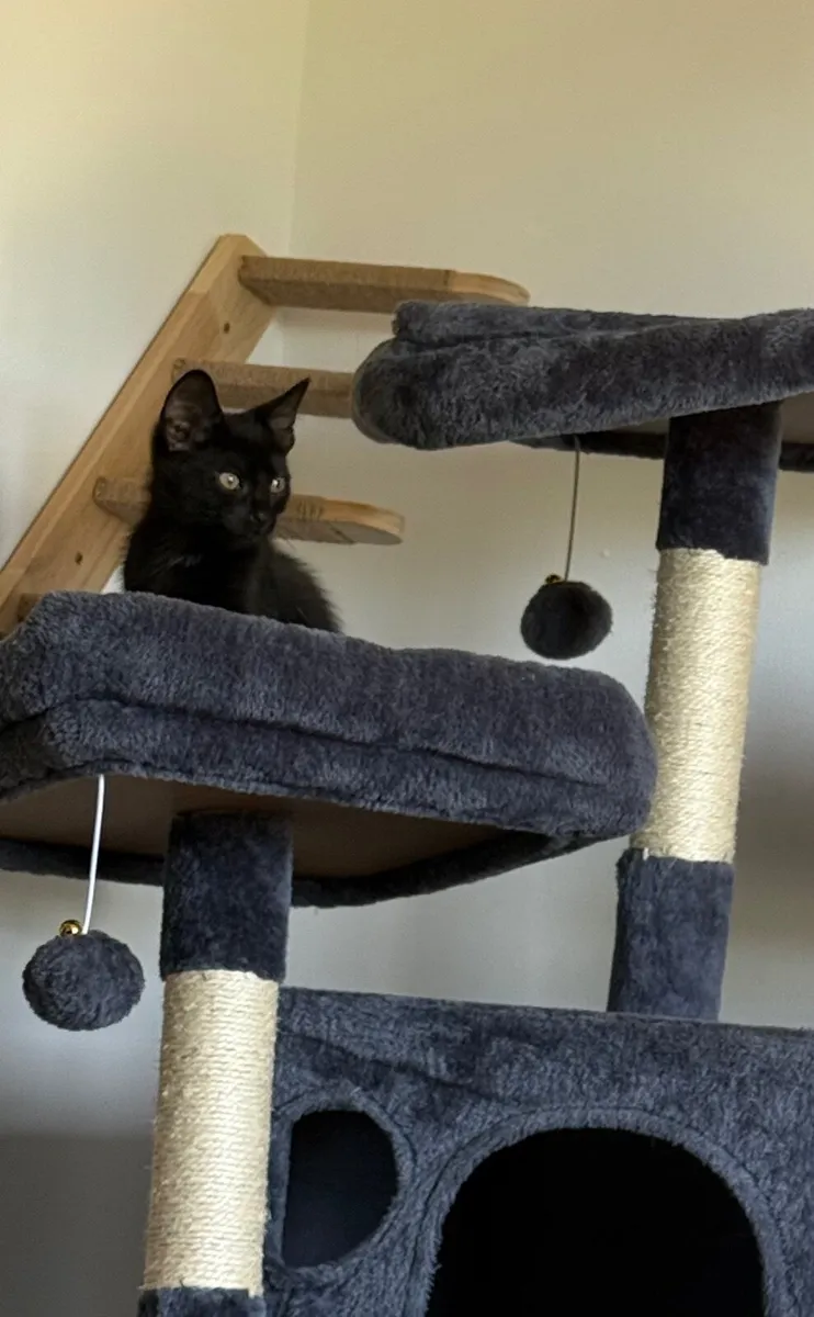 🐾Looking for a Loving Home for Two Sweet Kittens - Image 3