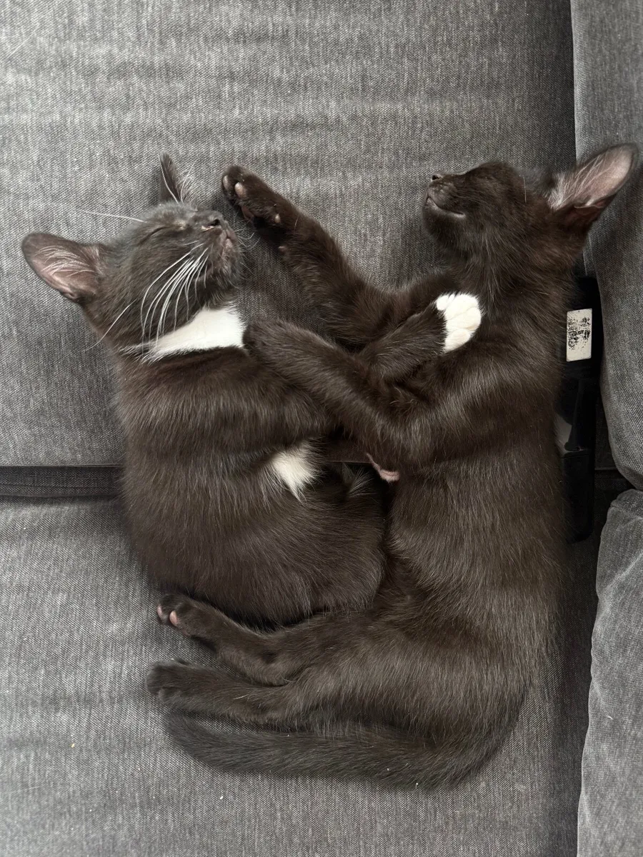 🐾Looking for a Loving Home for Two Sweet Kittens - Image 4