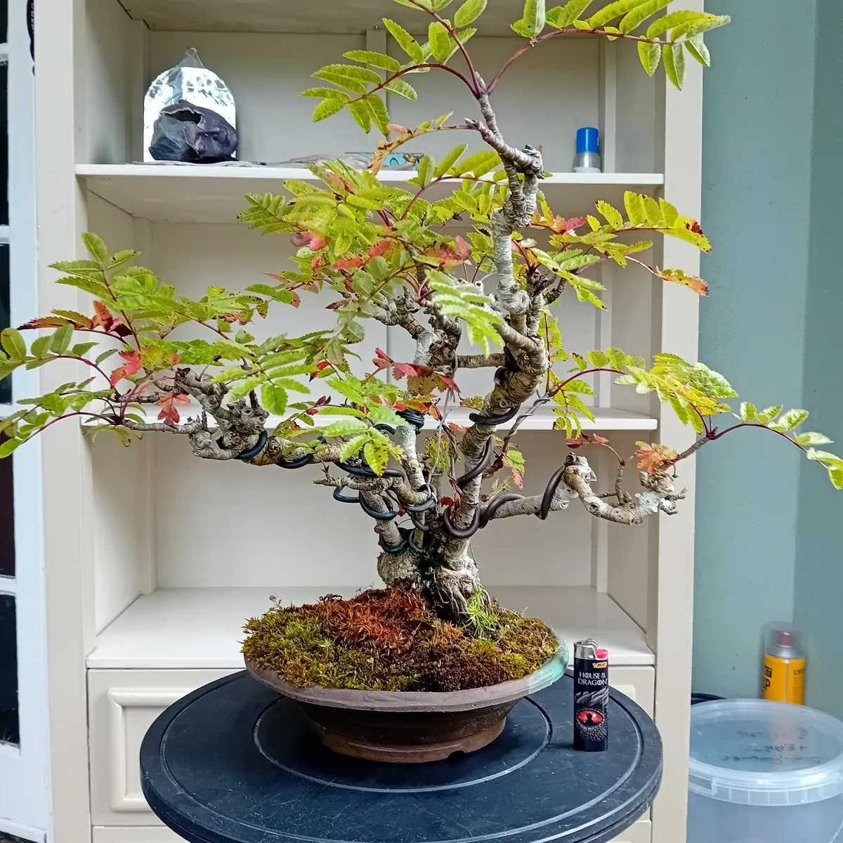 Bonsai - Image 2