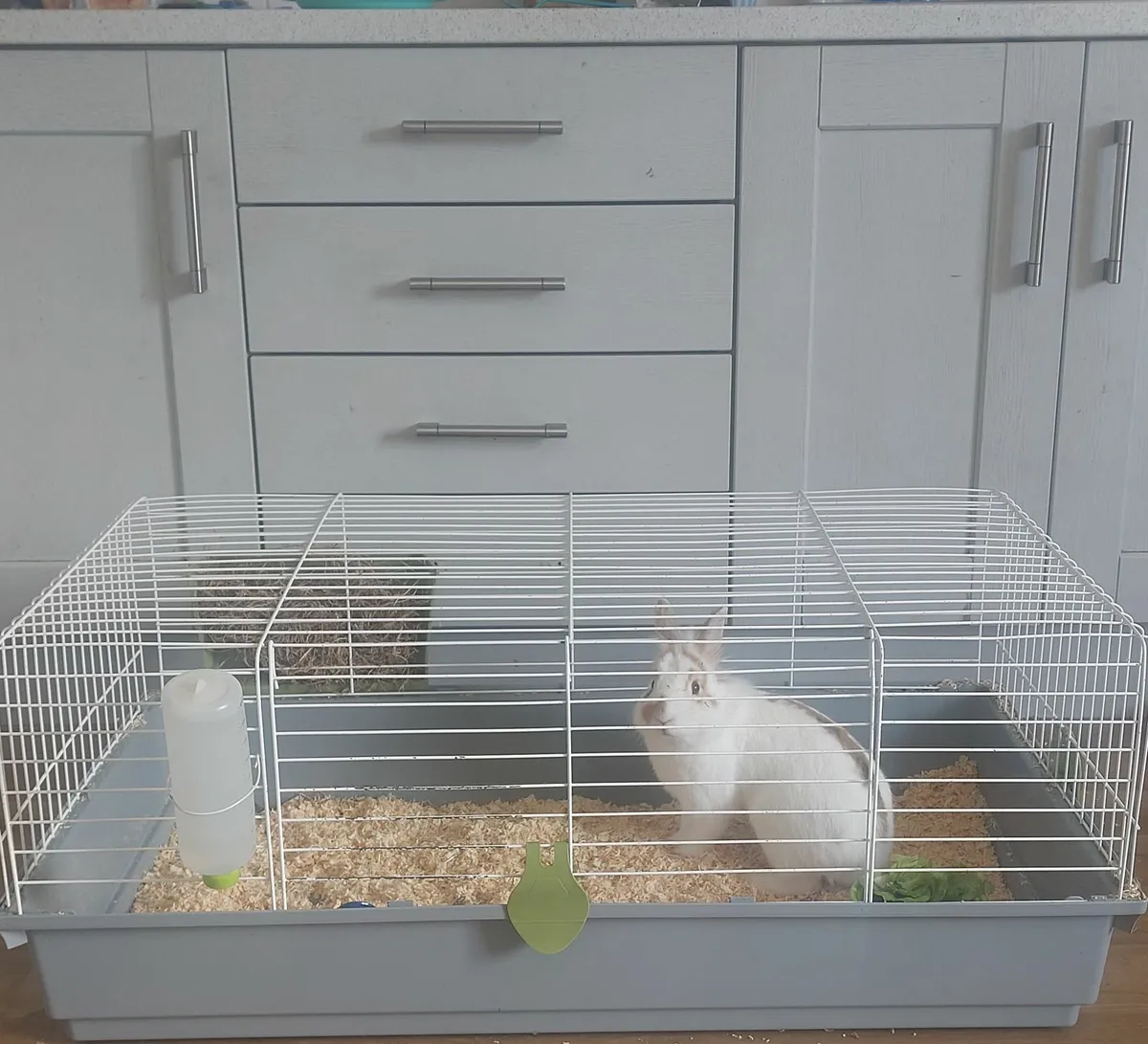 Rabbit - Image 1
