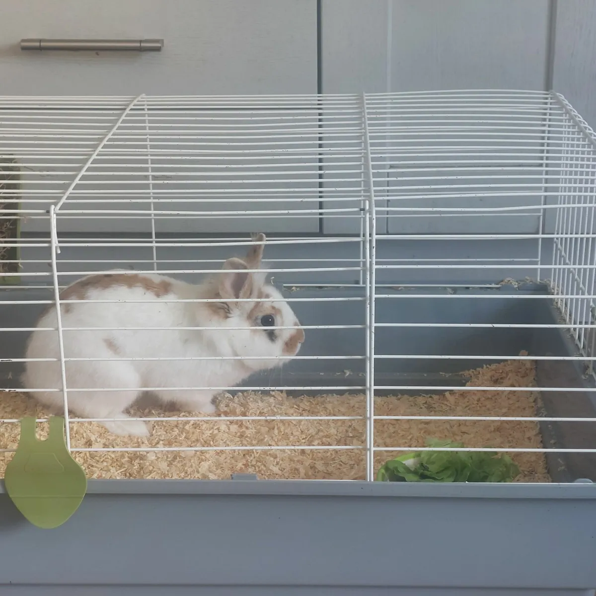 Rabbit - Image 2