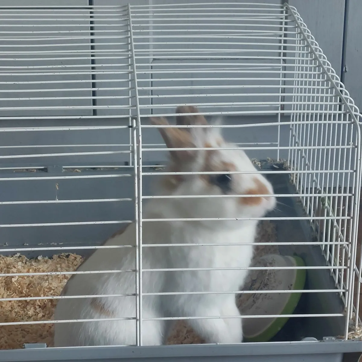 Rabbit - Image 3