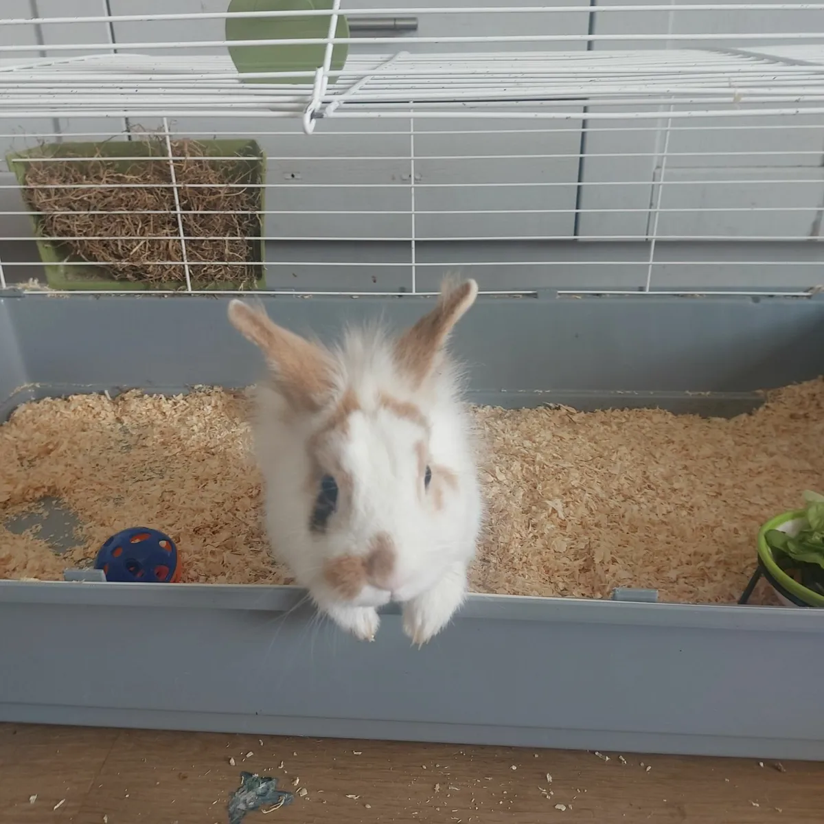 Rabbit - Image 4