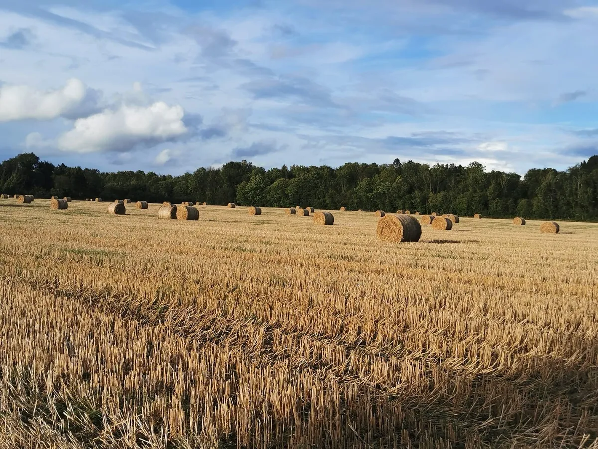 Oat straw