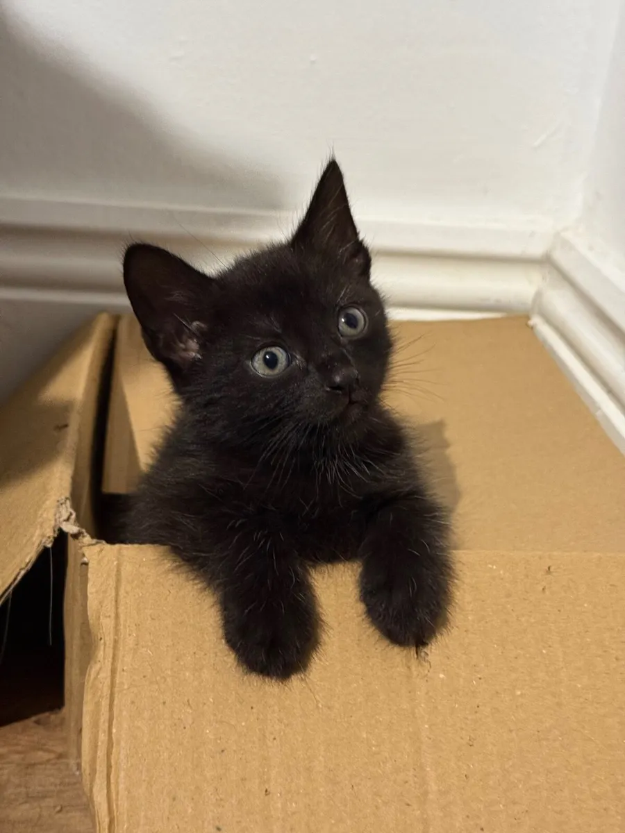 🐾Looking for a Loving Home for Two Sweet Kittens - Image 1