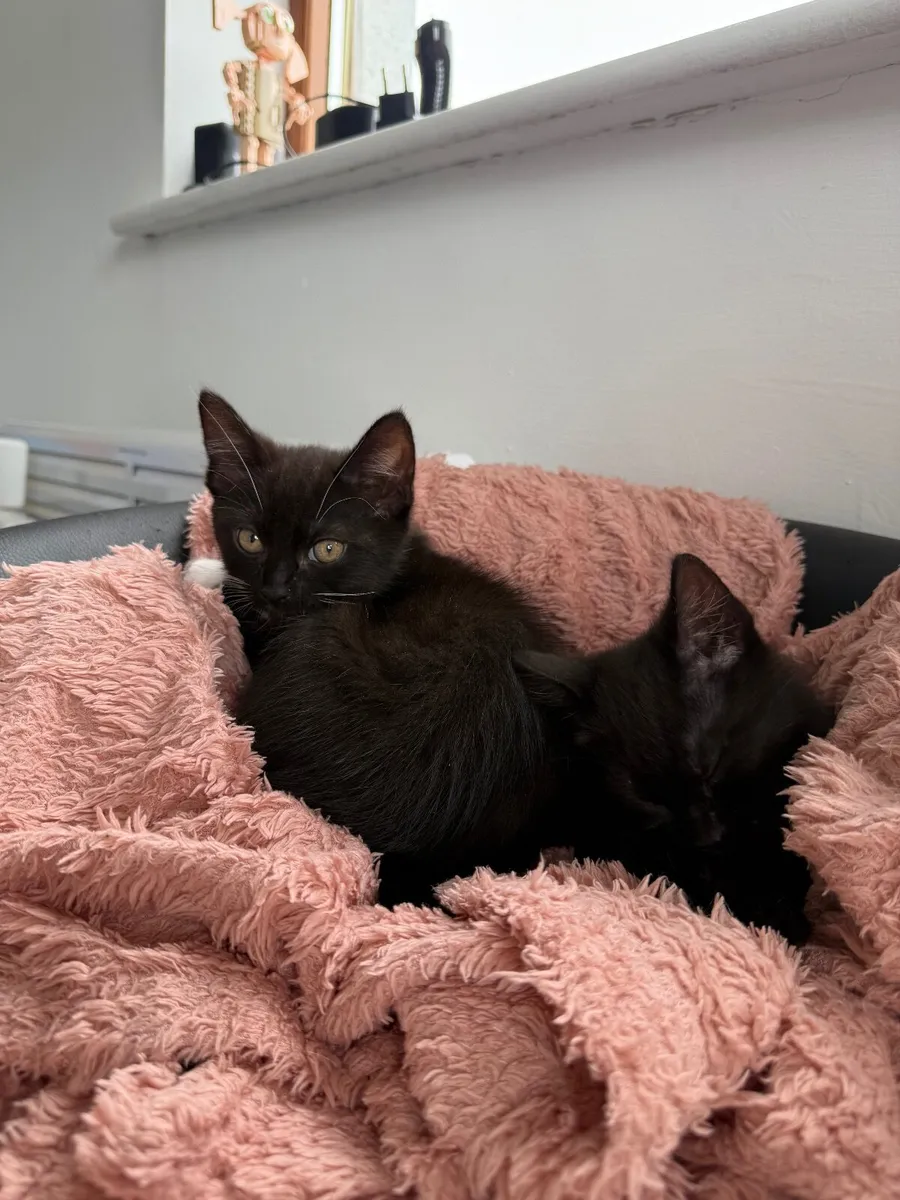 🐾Looking for a Loving Home for Two Sweet Kittens - Image 2