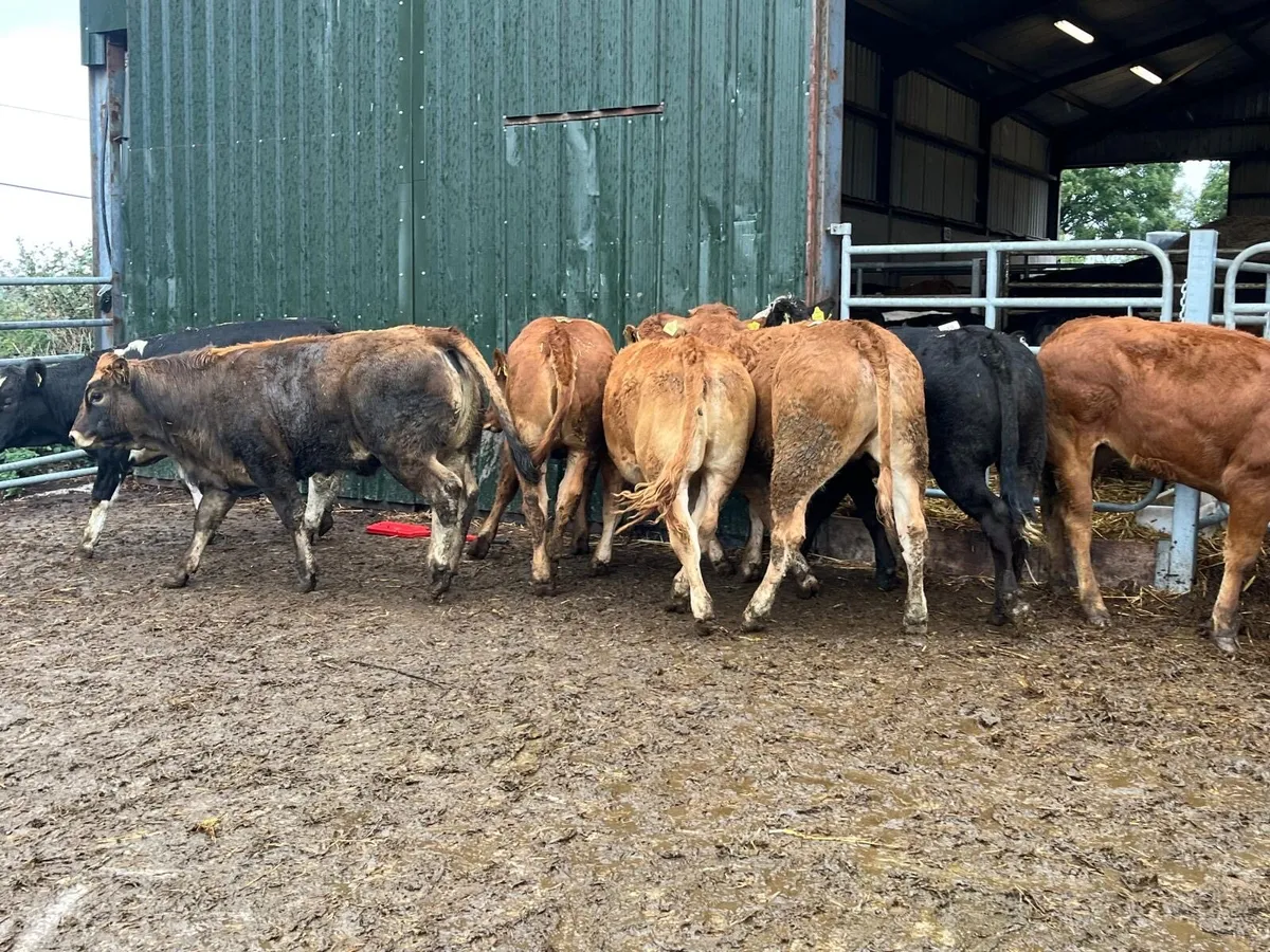 10 super  380 kg u grade store heifers - Image 1