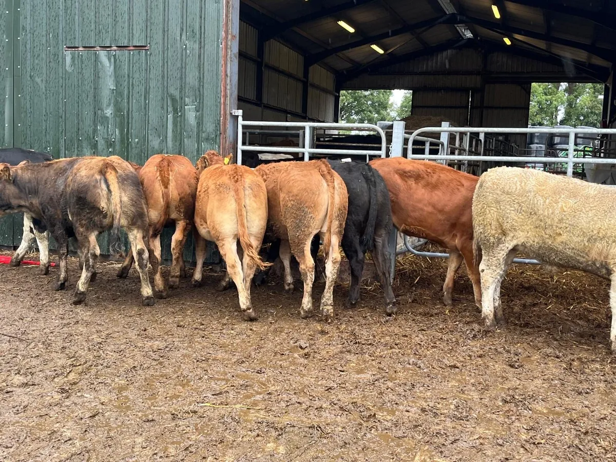 10 super  380 kg u grade store heifers - Image 2